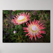 King Protea (Protea Cynaroides), Helderberg Poster (Voorkant)