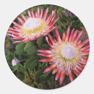 King Protea (Protea Cynaroides), Helderberg Ronde Sticker