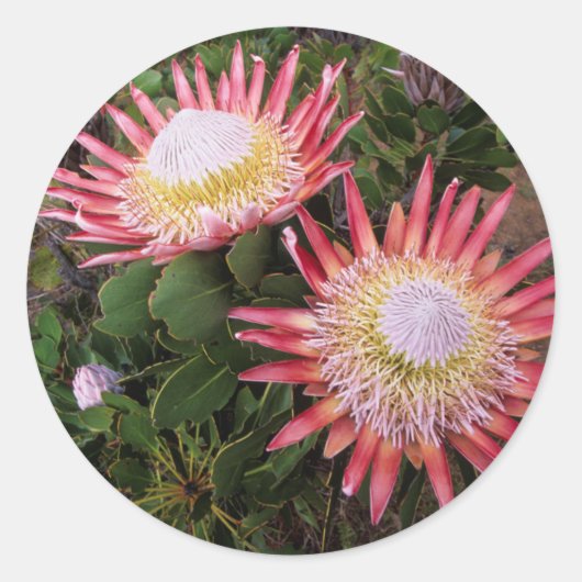 King Protea (Protea Cynaroides), Helderberg Ronde Sticker (Voorkant)