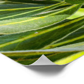 King Protea Roze Poster Print (Hoek)