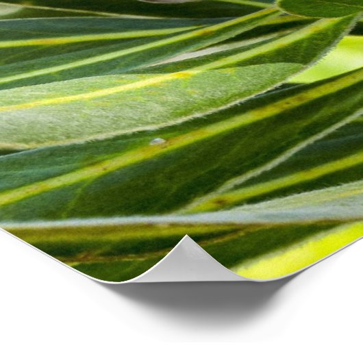 King Protea Roze Poster Print (Hoek)