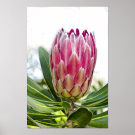 King Protea Roze Poster Print