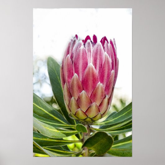 King Protea Roze Poster Print (Voorkant)
