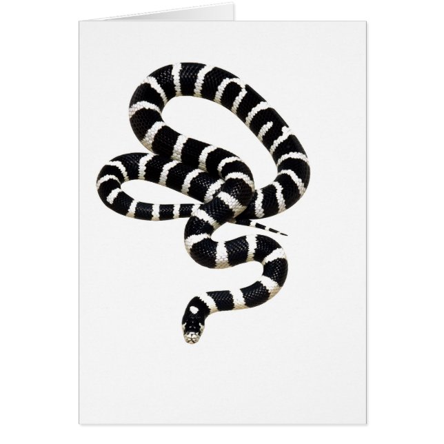 King Snake van Junglewalk.com (Voorkant)