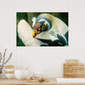 King Vulture Bird Poster (Keuken)