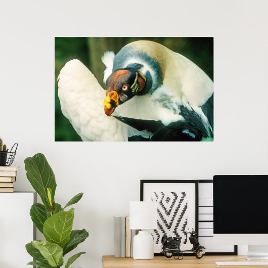 King Vulture Bird Poster (Thuiskantoor)