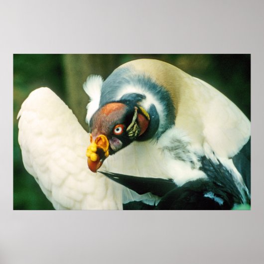King Vulture Bird Poster (Voorkant)