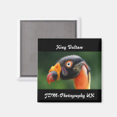 King Vulture Magneet (Voorkant / Achterkant)