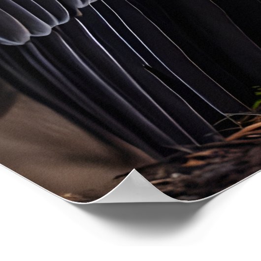 King Vulture Poster (Hoek)