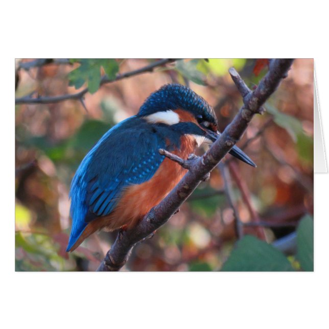 Kingfisher (Voorkant Horizontaal)