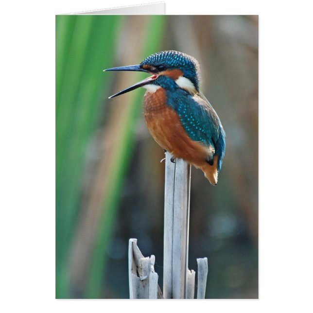 Kingfisher (Voorkant)