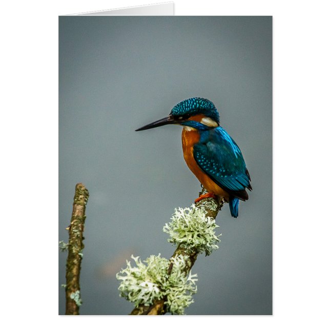 Kingfisher (Voorkant)