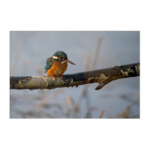 Kingfisher acrylprint