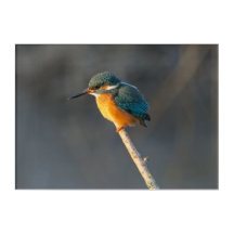 Kingfisher acrylprint