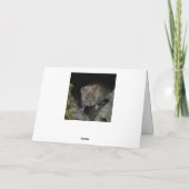 Kingfisher afbeelding. kaart (Achterkant)