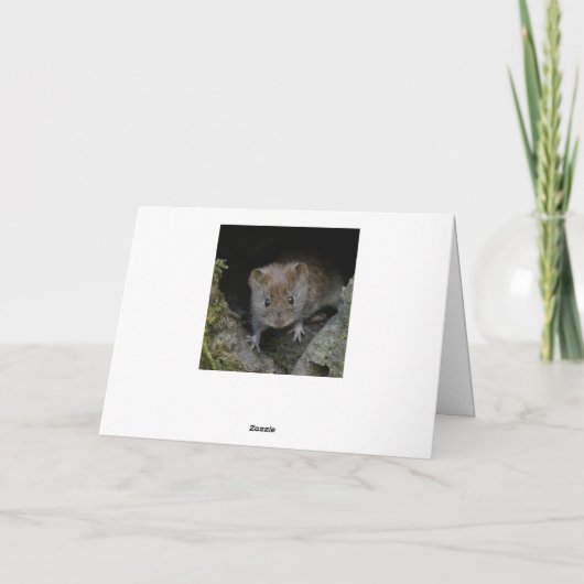 Kingfisher afbeelding. kaart (Achterkant)