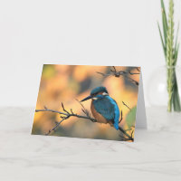 Kingfisher afbeelding.