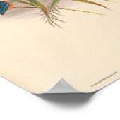 Kingfisher Alcedo Bengalensis  Bird of Asia Poster (Hoek)