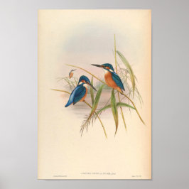 Kingfisher Alcedo Bengalensis Bird of Asia Poster