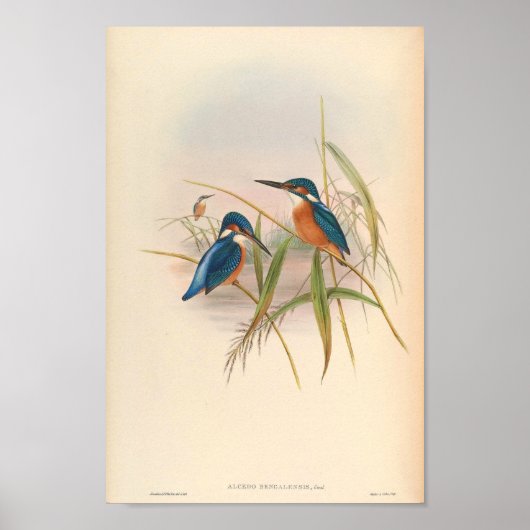 Kingfisher Alcedo Bengalensis  Bird of Asia Poster (Voorkant)