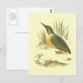Kingfisher  Bird Lithograaf Briefkaart (Voorkant / Achterkant)