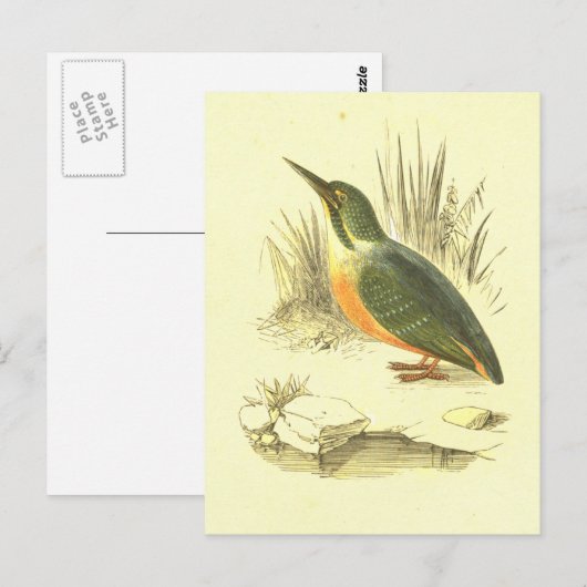 Kingfisher  Bird Lithograaf Briefkaart (Voorkant / Achterkant)