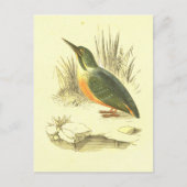 Kingfisher  Bird Lithograaf Briefkaart (Voorkant)