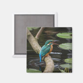 Kingfisher Bird Magneet (Voorkant / Achterkant)