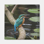 Kingfisher Bird Magneet (Voorkant)