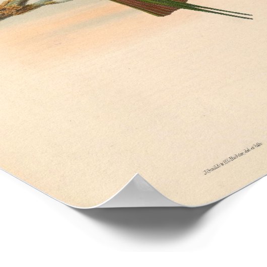 Kingfisher  Bird Meropogon Forsteni Poster (Hoek)