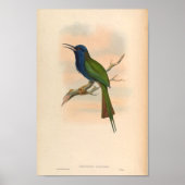 Kingfisher  Bird Meropogon Forsteni Poster (Voorkant)