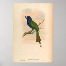 Kingfisher Bird Meropogon Forsteni Poster
