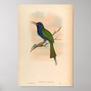 Kingfisher  Bird Meropogon Forsteni Poster