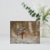 Kingfisher Bird Postcard Briefkaart (Staand voorkant)