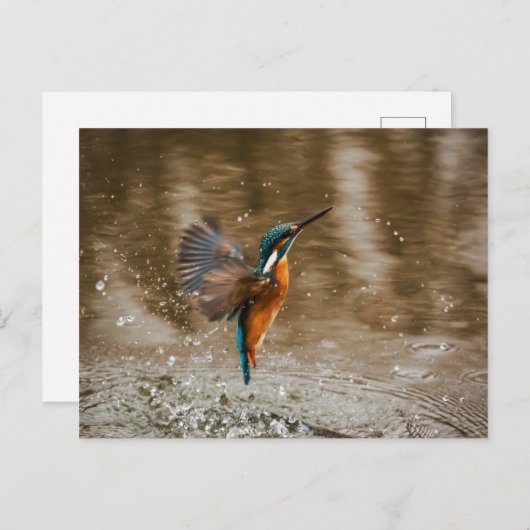 Kingfisher Bird Postcard Briefkaart (Voorkant / Achterkant)