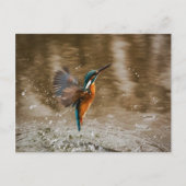 Kingfisher Bird Postcard Briefkaart (Voorkant)