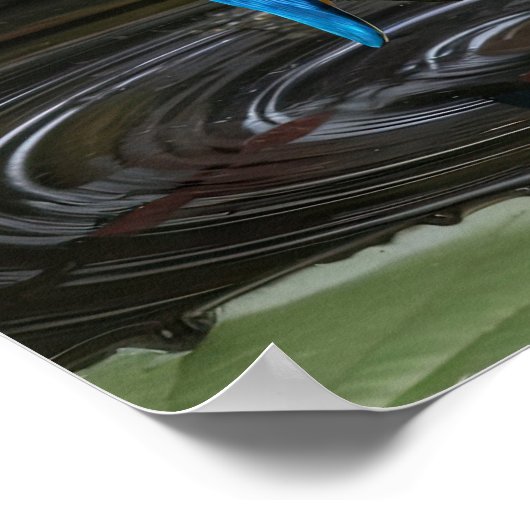 Kingfisher Bird Poster (Hoek)