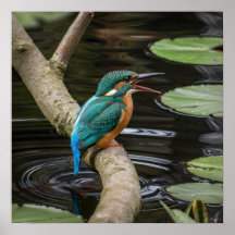 Kingfisher Bird