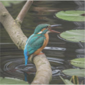 Kingfisher Bird Sticker (Voorkant)