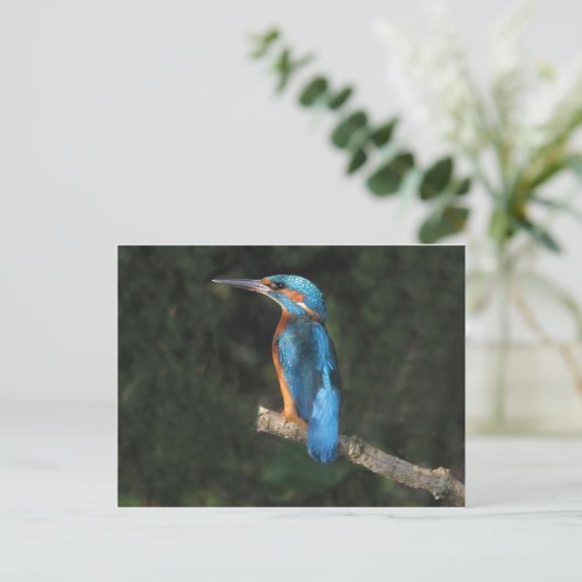Kingfisher Briefkaart (Staand voorkant)