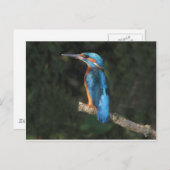 Kingfisher Briefkaart (Voorkant / Achterkant)