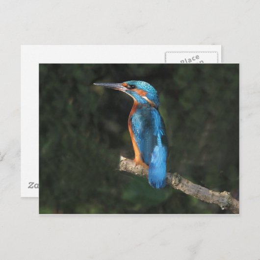 Kingfisher Briefkaart (Voorkant / Achterkant)