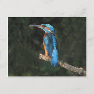 Kingfisher Briefkaart