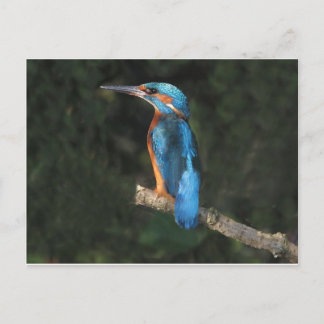 Kingfisher Briefkaart