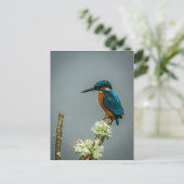 Kingfisher Briefkaart (Staand voorkant)