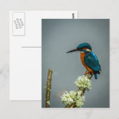 Kingfisher Briefkaart (Voorkant / Achterkant)