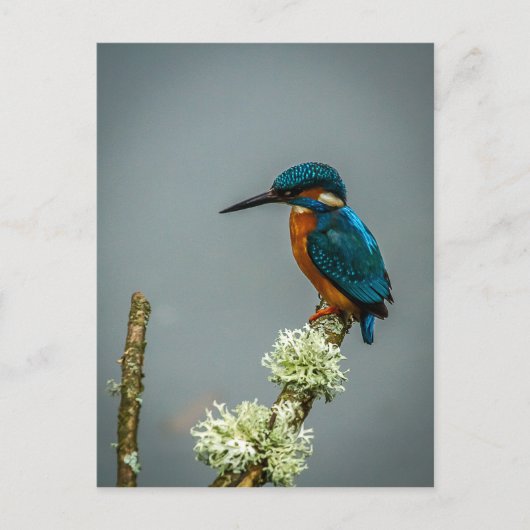Kingfisher Briefkaart (Voorkant)