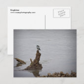 Kingfisher Briefkaart (Voorkant / Achterkant)