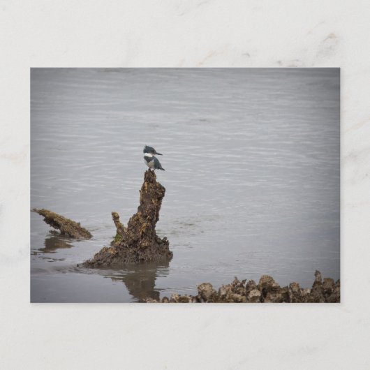 Kingfisher Briefkaart (Voorkant)