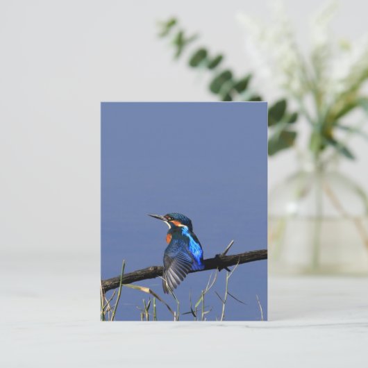 Kingfisher Briefkaart (Staand voorkant)